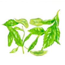 茶葉水(蒸留水)