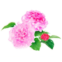 (有機)<br class="pc-only">ローズエキス