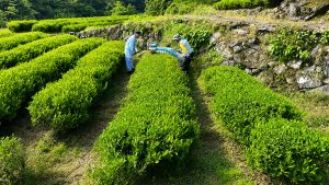 2026年度の新茶を収穫しました